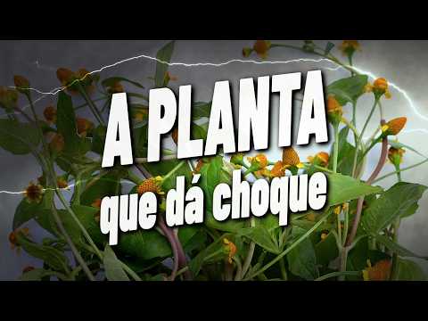 Maharaja Lawak Mega 2013 - Minggu 11 - Persembahan Jambu