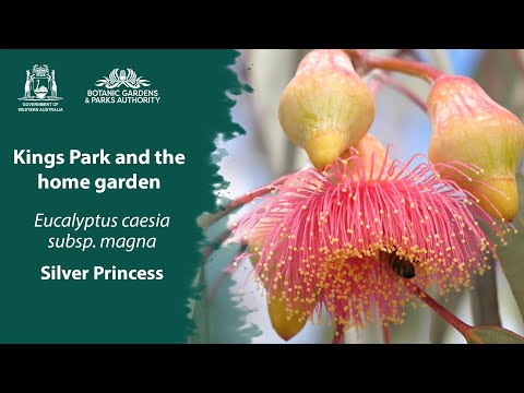 Video: Sølvprinsesse vokser i haver - tips til plantning af en sølvprinsesse-eukalyptus