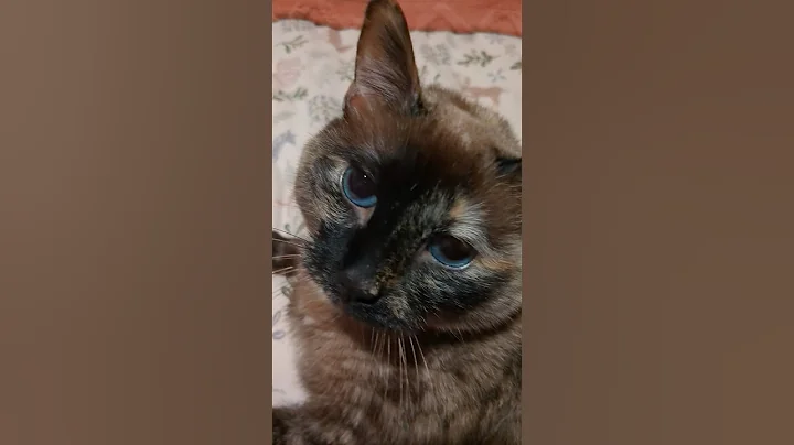 Watch the video about She has her feelings #helpmemakethismakesense #animallovers #gato #catlovers #katze #siamese