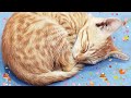 Lovely Fight Among Mother Cat and her Kitten