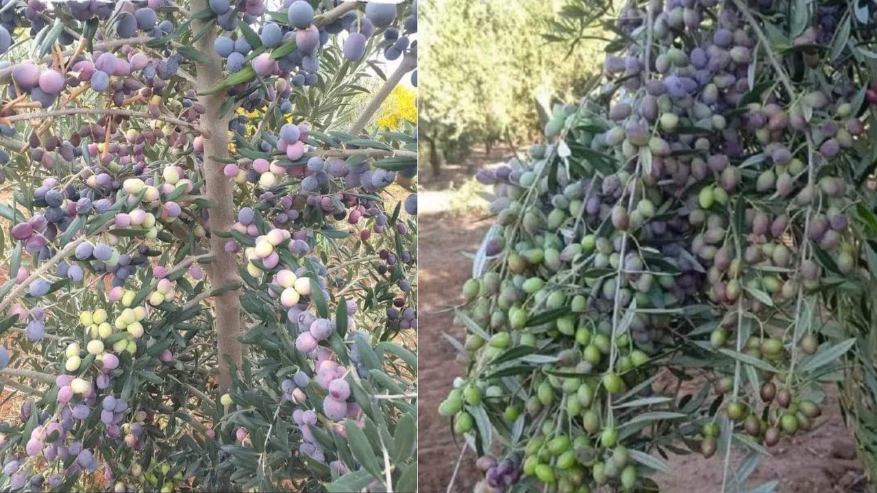 لو عايز شجرة الزيتون تنمو وتفور بسرعة كبيرة لازم تستخدم هذا السماد فورا قبل فوات الاوان
