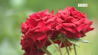 Супер-подкормка для томата. Как спасти розу. Ирисы после цветения. 6 соток 04.07.2022
