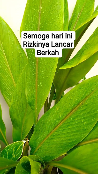 Salam Jum'at Berkah,, #story #doa #mahabbah #yukberdoa #kunfayakun #viral #shorts