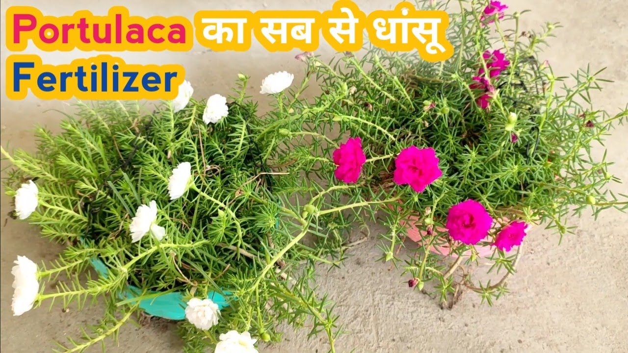 Portulaca पर ढेरों फूल खिलेंगे ऐसे How To Grow Portulaca Or Moss Rose