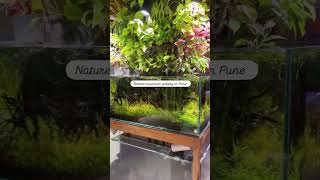Best Nature Aquarium Gallery In Pune