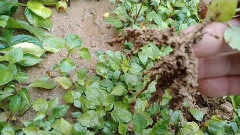 Giâm Cây Giống Hoa Thược Dược Thời Tiết Lạnh Hanh Khô Rễ Vẫn Rất Đẹp[Dahlia]