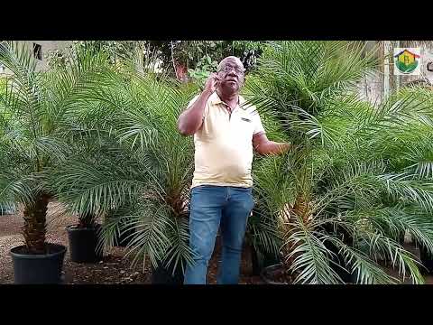 Vídeo: Com es cultiva una palmera a Arizona?