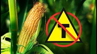 🔴SAIBA O QUE SÃO OS ALIMENTOS TRANSGÊNICOS | QUAIS OS SEUS RISCOS