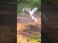 #animals #cute #funny #shortvideo