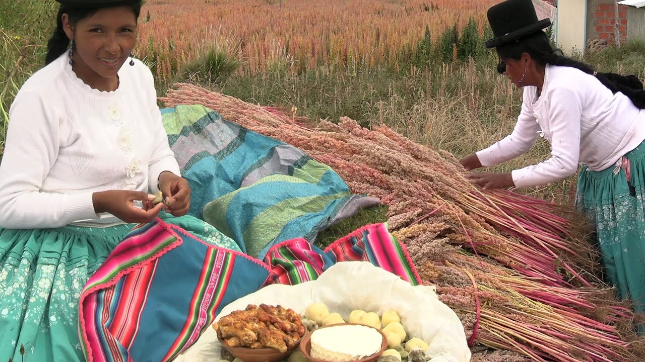 COSECHANDO QUINUA EN EL CAMPO - CHOLITA JULIA