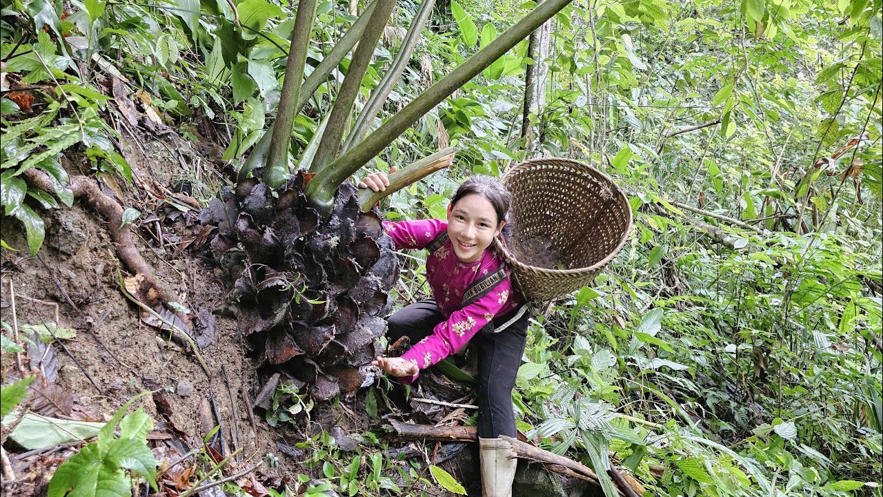 Hoang Thi Mai 17 years old Harvesting black horseshoe medicinal plants to sell at the market