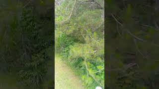 Zipline at Dahilayan #ytshorts #zipline #ziplineadventure #dahilayanadventurepark #womenempowerment