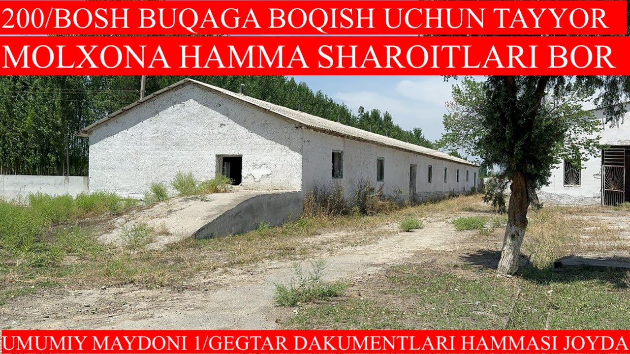 200/BOSH BUQA BOQISH UCHUN TAYYOR 1/GEGTARLI MOLXONA HAMMA SHAROITLARI BOR DAKUMENTLARI JOYDA