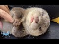 Baby Otter Looks Like a Human Baby