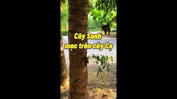0386700914các loại hoa và cây cảnh của các nhà vườn mời mọi người chiêm ngưỡng