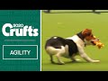 Fergus the Jack Russell having a great time at Crufts 2020!