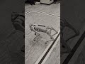 Unitree Go1 - demo2