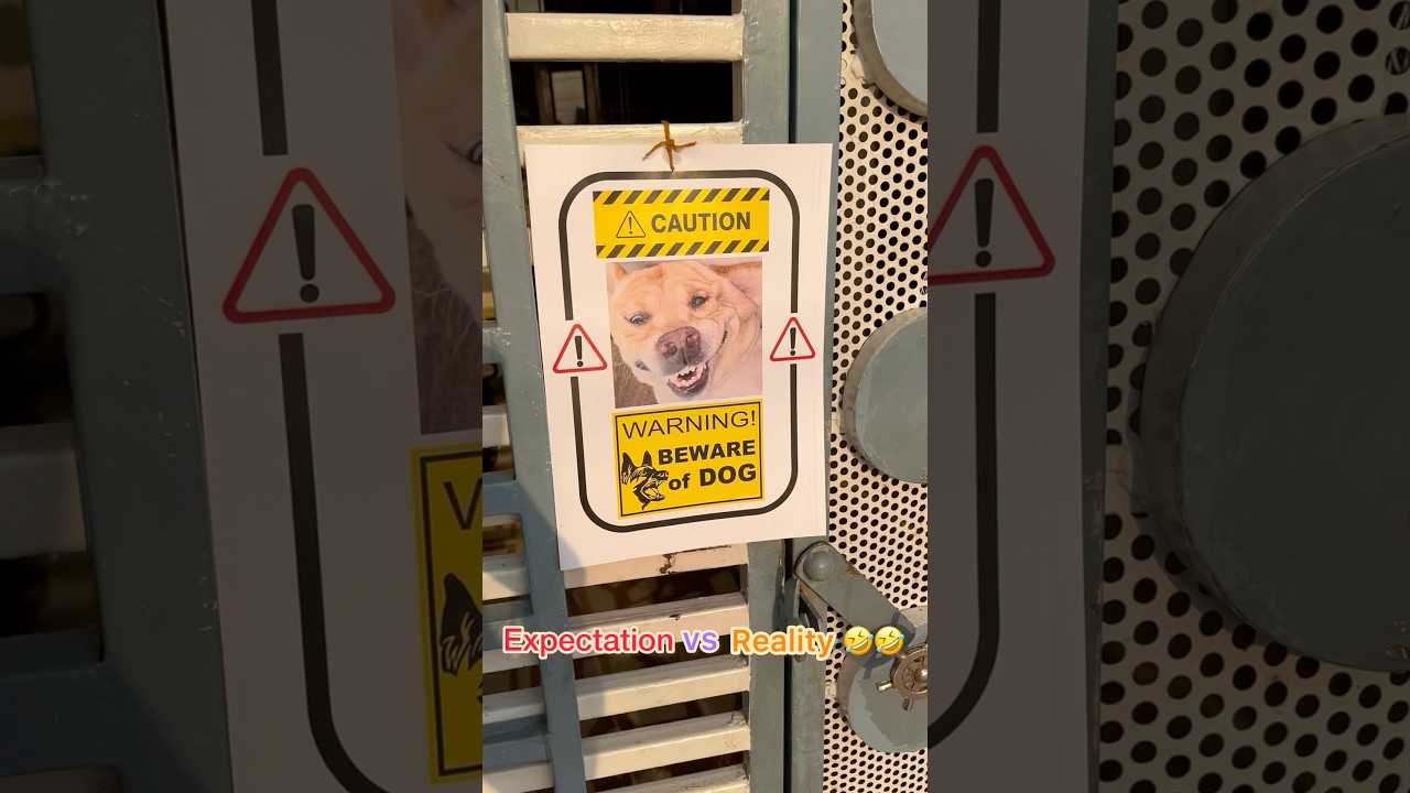 When your dog is always on night shift😅 | SourShy Shorts | 