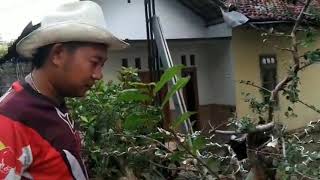 #bonsaiindonesia #bonsaiserut Cara membentuk tampilan bonsai