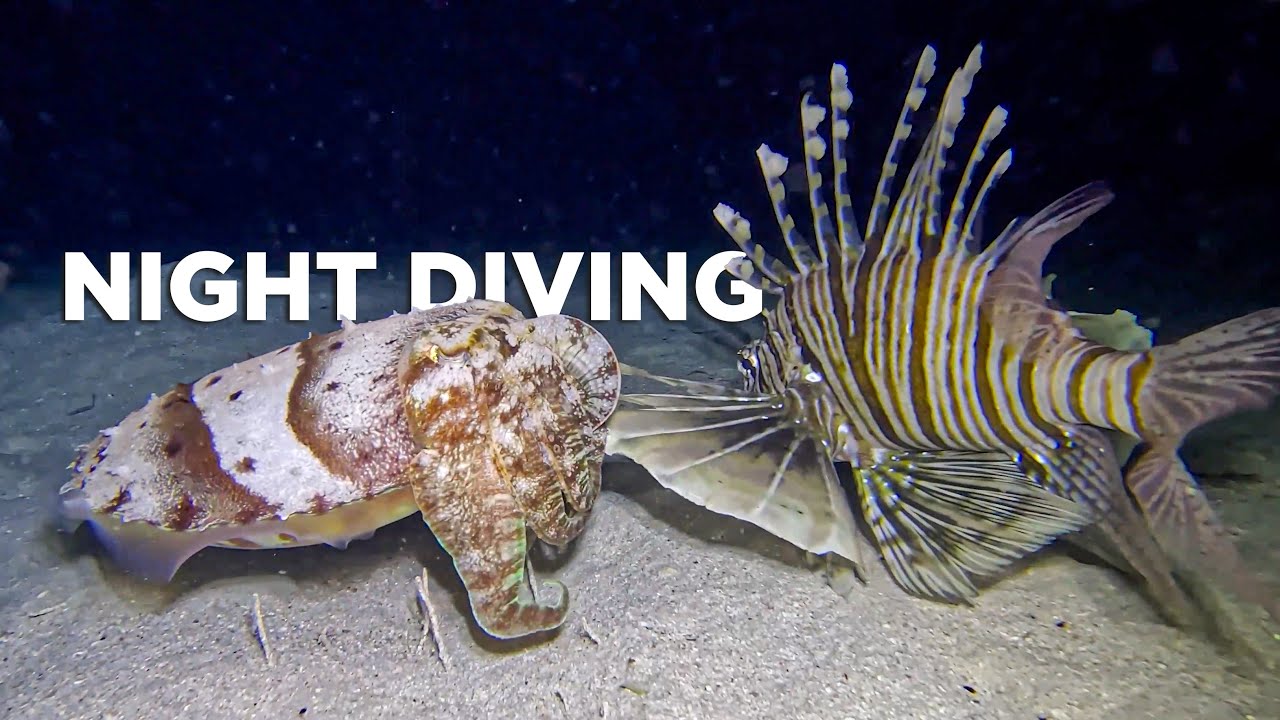Try Night Diving | MARSA SHAGRA