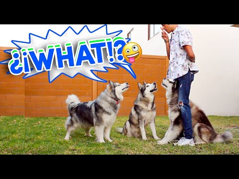 Video: Adiestramiento canino de raza específica para los malamutes