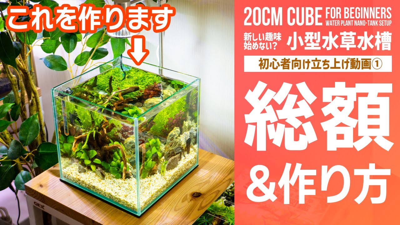 How to build a 20cm small aquarium! Learn how to start up for beginners  #aquarium #water plants