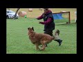 Obedience camps dt 2021