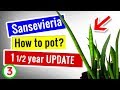 How to POT Sansevieria - 1 1/2 year UPDATE | Succulents for beginners