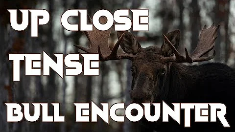 This Bull Moose Wanted to Fight - Incredible Close Range Video
