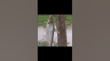 câu được con cá tra nhe mọi người#cauca#kênh#chê miền tây