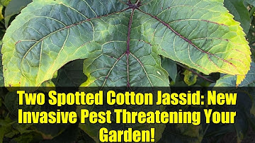 Two Spotted Cotton Jassid: New Invasive Pest Threatening Your Garden!