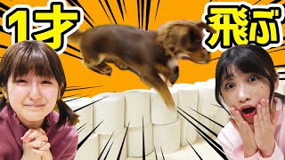 何段飛べる？愛犬とトイレットペーパーチャレンジで限界に挑戦！【チワックス ぷんた】toilet paper challenge