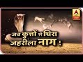 Sansani: Watch How Dogs Saved Their Owners From Poisonous Snake | ABP News