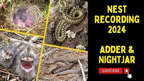 New Tree Pipit, Nightjar & Adder | Nest Finding & Monitoring 2024