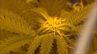 Cannabis Update #15 Tuesday-Monday I did it again.