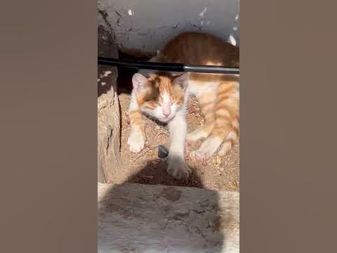 Друг рыжего кота в Египте 🐱 #коты #котыикошки #египет #животные - YouTube
