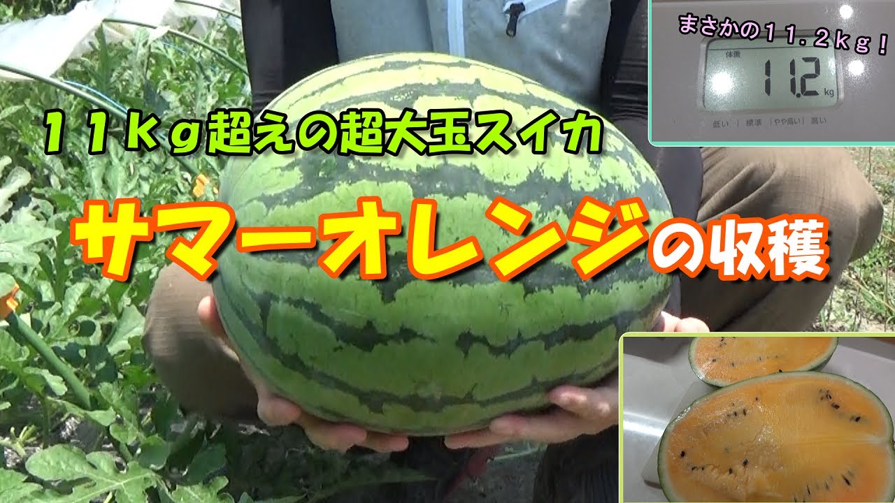 摘果マンゴー 11kg （未熟マンゴー（5、5kg） 猛々しい）
