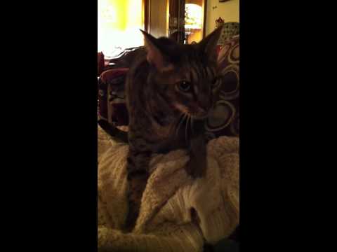 Cat Doing the Spice Train-Thomas Dolby