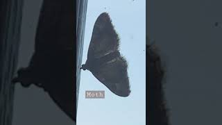 Moth