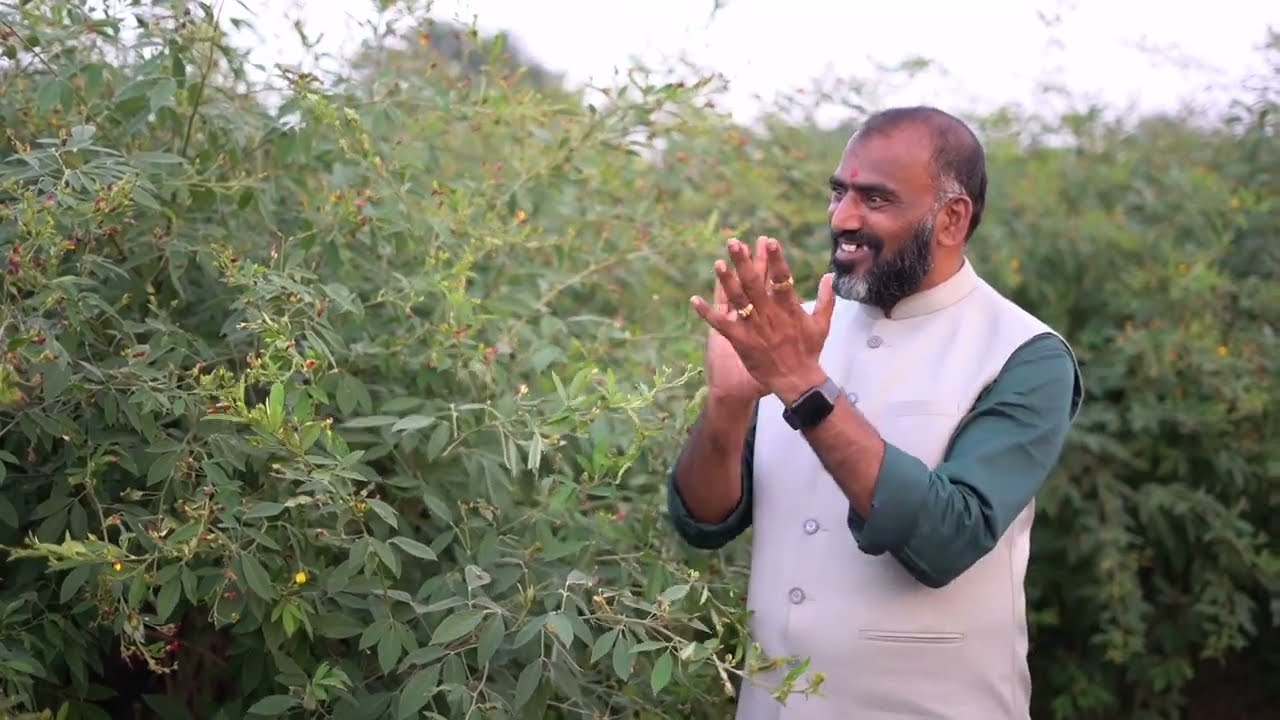 9 फूट तुर॥एकरी 2-5 लाख उत्पन्न💰शेतीवेडे रासायनिक दुकानदार करताय SCT वैदिक च्या माध्यमातून प्रबोधन‼️