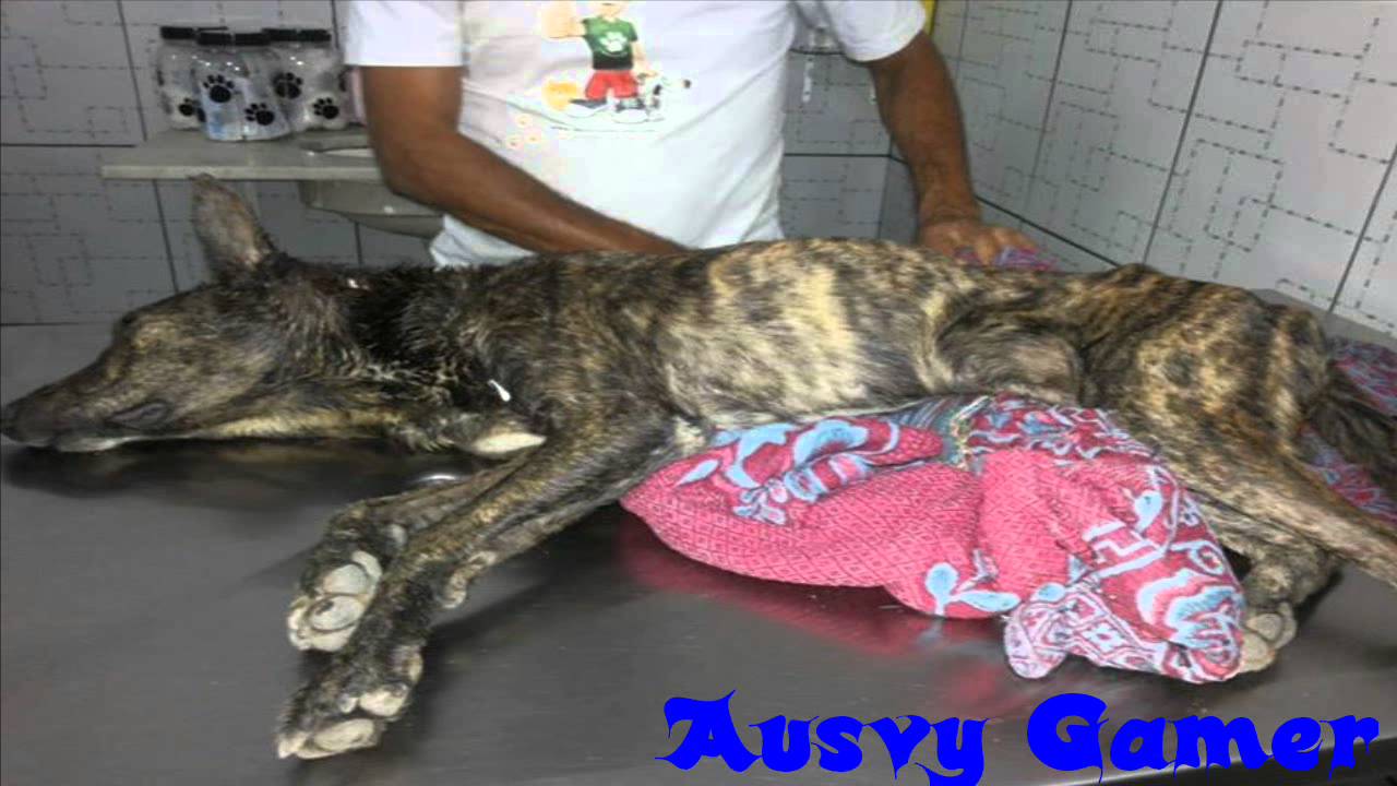 gusano en cabeza de hombre gusano en cabeza de hombre