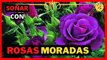 ¿Qué significa una sola rosa morada?