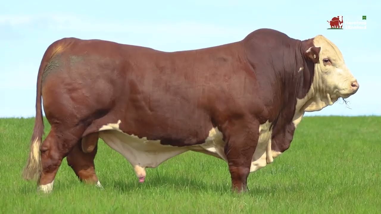 O BRAFORD BRASILEIRO