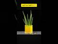 "This plant trick actually works 🌱" #facts #fact #viral #shorts #Heck