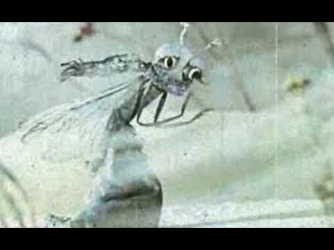 Басня И. Крылова "Стрекоза и Муравей"