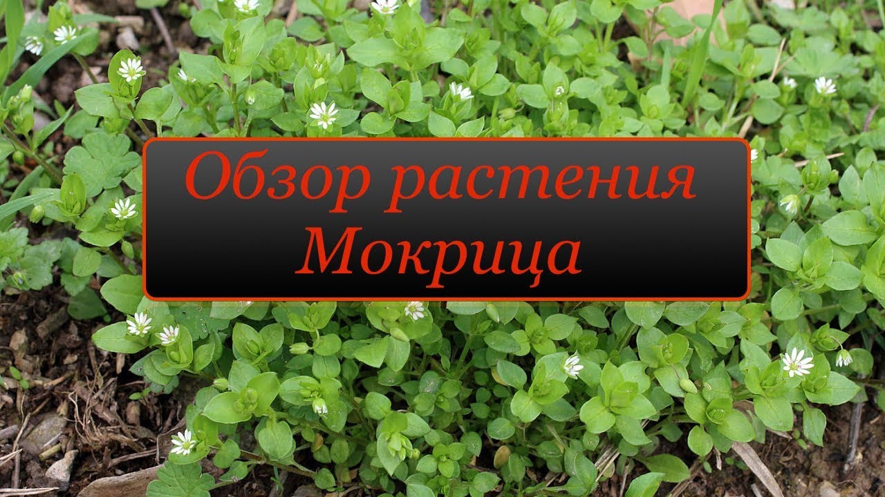 Мокрица трава польза для человека и вред. Звездчатка средняя мокрица. Мокрица трава съедобная. Мокрица трава Семина. Мокрица аптечная звездчатка аптечная.