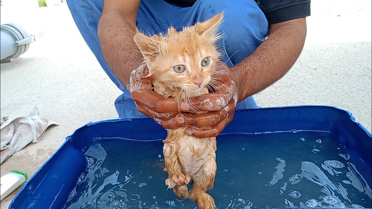 Orange Kittens Rescued: Kittens' First Bath – Watch Their Adorable Reactions