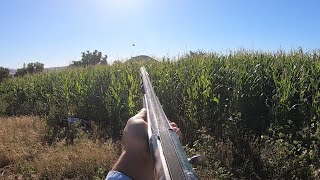 Bıldırcın Avı 2022 Shotkam ve Gopro çekimleri, quail hunting, صيد السمان, лов на пъдпъдъци