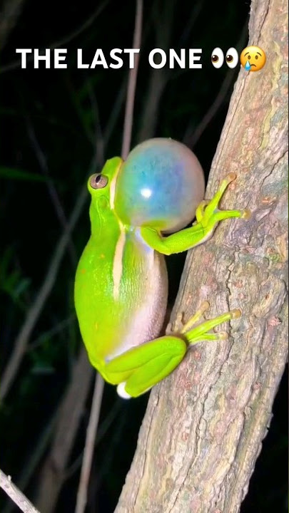 Frog Alarm ⏰ #shorts