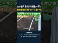 ただ植えるだけは絶対ダメ 苗が爆速で育つドブ漬け法